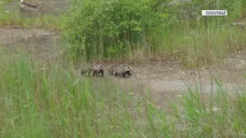 Borsuki wpadły w pułpakę. Pomogli ludzie