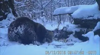 Wyczyny niedźwiedzia zarejestrowała fotopułapka 