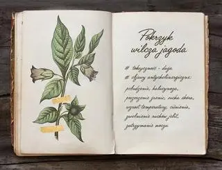 Pokrzyk wilcza jagoda