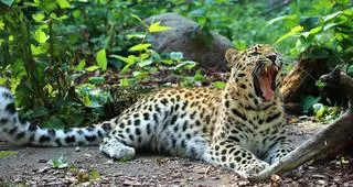 Lampart amurski (Panthera pardus orientalis)