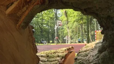 Runął 200-letni dąb. Spadł tuż koło boiska
