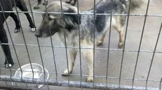 Wychudzone psy w schronisku 