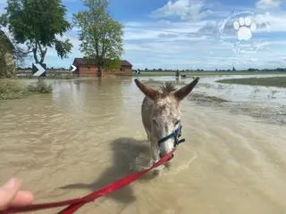 Osioł Mais czekał na ratunek przez dwa dni