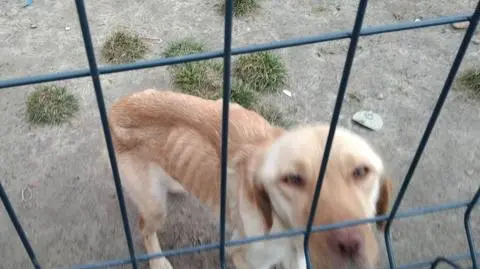 Skrajnie wychudzona labradorka. Policja wszczęła dochodzenie