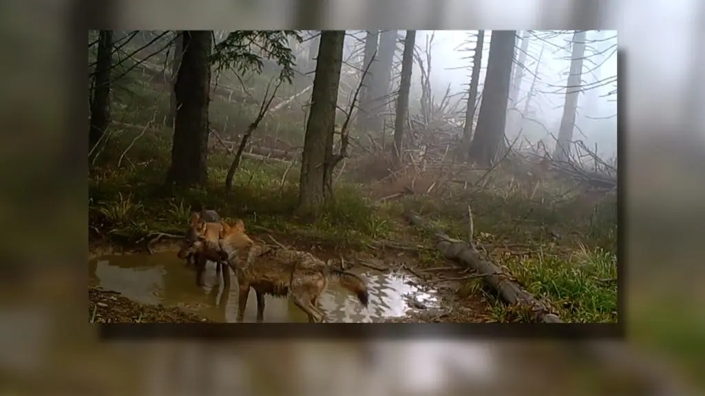 Kąpiel wilków w kałuży. Nagranie z fotopułapki