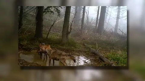 Kąpiel wilków w kałuży. Nagranie z fotopułapki