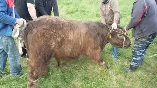 Zwierzęta nie dawały się złapać przez osiem miesięcy 