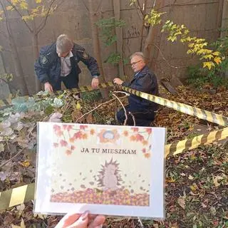 Kopce dla jeży w Pabianicach