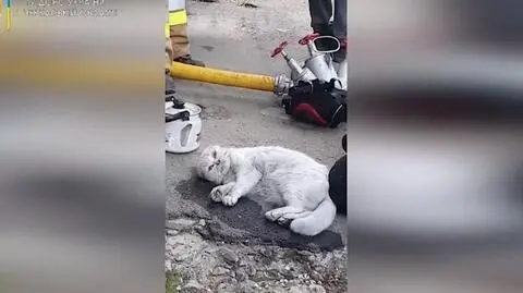Strażacy z Humania reanimują kota wyniesionego z płonącego mieszkania.