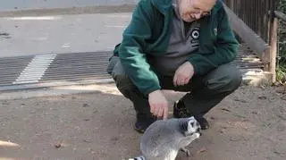 Lemur na półwolnym wybiegu w Pilznie