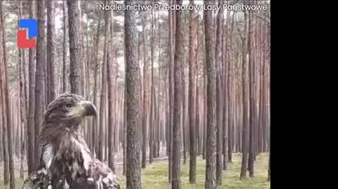 BIELIK_VIDEO_PION_0707