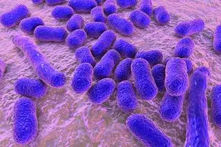 Superbakteria Acinetobacter baumannii