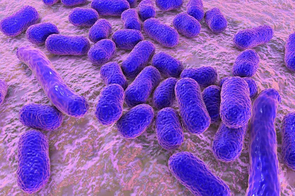 Superbakteria Acinetobacter baumannii
