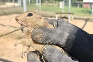 Przed wyjazdem każdy suseł został zważony, odrobaczony i oznakowany