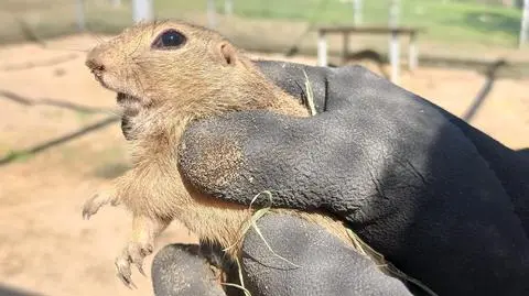 Przed wyjazdem każdy suseł został zważony, odrobaczony i oznakowany