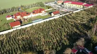 Plantacja choinek Nadleśnictwa Świdnica
