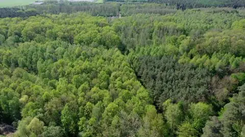 Jedna trzecia gatunków drzew jest zagrożona wyginięciem