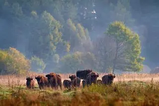 Żubry w Białowieży