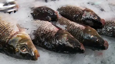 Wysokie ceny, niższa podaż. Ile będzie kosztował karp na święta?