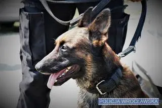 Policyjny pies Mig pomógł znaleźć zagubionego 72-latka