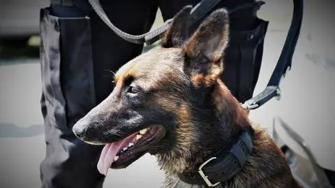 Policyjny pies Mig pomógł znaleźć zagubionego 72-latka