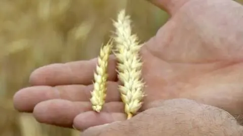 W Polsce ostatni rok bez suszy był 43 lata temu. "Lecimy na oparach, mąki z tego nie będzie"