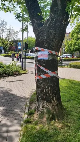 Protest mieszkańców w sprawie wycinki drzew w Krakowie