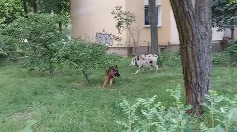 "Świniodzik" biegał za psem. Mieszkańcy: pojawia się tu kilka razy dziennie 