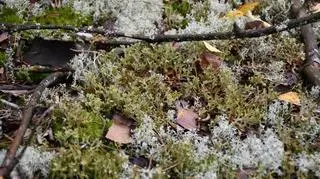 Wśród wielu gatunków mchów i porostów występuje tu chociażby płucnica islandzka (zdjęcie z 1.09.2021)