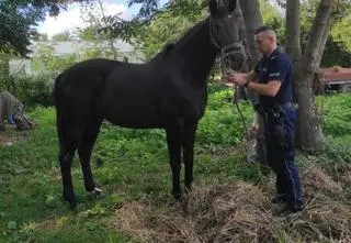 Koń na gigancie, właściciel przed sądem