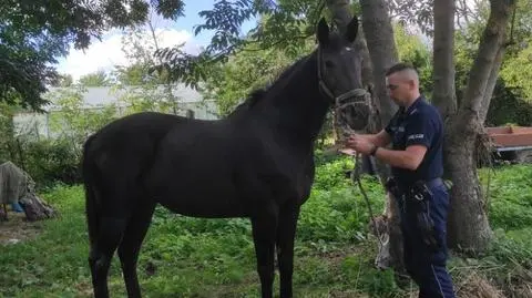 Policjanci zabezpieczyli konia, który spacerował po sklepowym parkingu 