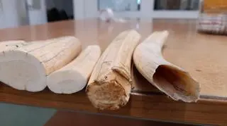 Odkryte w paczce kły morsa arktycznego