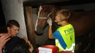 Patrol interwencyjny wyprowadza konia