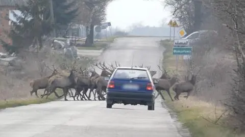 Stado przebiegło tuż przed autem