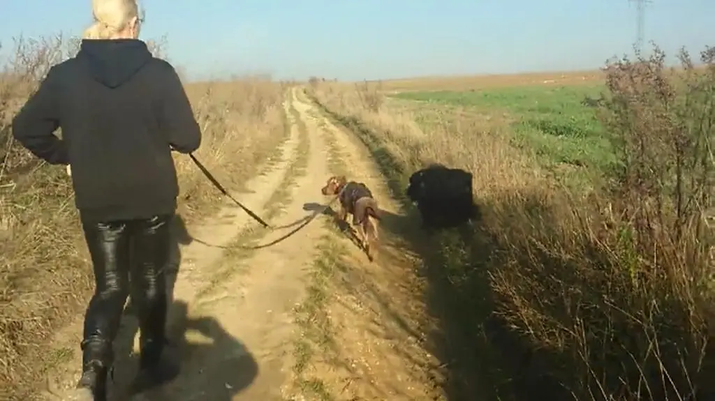 Wygłodzony pitbull z nową opiekunką