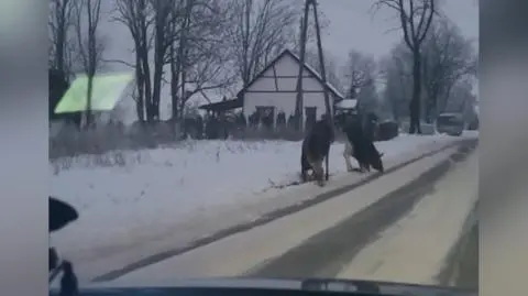 Łosie zlizywały sól na drodze