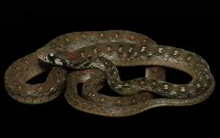 Rhabdophis bindi - nowy gatunek węża z Indii