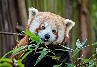 Pandka ruda uciekła z wybiegu. "Ponzu postanowił pozwiedzać okoliczne drzewa"