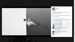 Portal, na którym opublikowano zdjęcie Marcina Ryczka: A Man Feeding Swans in the Snow/ Winter in Krakow