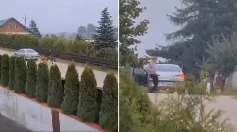Ciągnął kuce za samochodem, a gdy jeden upadł, to go skopał. Usłyszał zarzuty