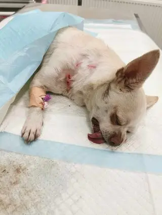 Pies przeżył i trafił pod opiekę weterynarza 