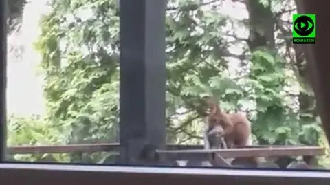 Ruda złodziejka zdemaskowana