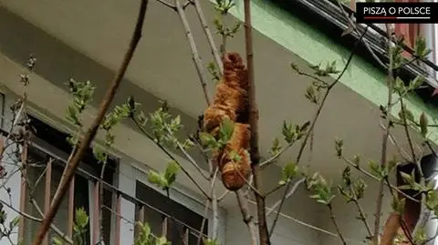 pisza-o-polsce-rogal