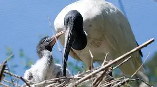 Ibis australijski wykluł się 11 lipca