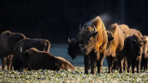 Kilkanaście młodych żubrów na Mazurach. "Wszystkie są śliczne, zdrowe"