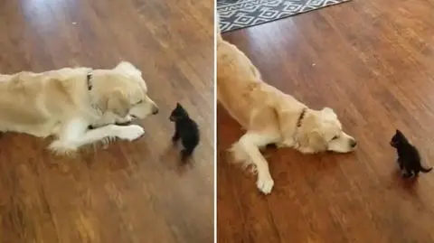 Golden Retriever próbował zaprzyjaźnić się z małym kotkiem