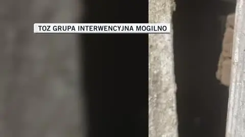 TOZ Grupa Interwencyjna Mogilno
