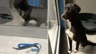 Porzucony pies w Zabrzu