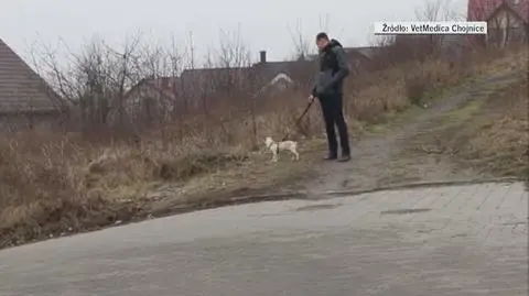 Popiołek wychodzi już na spacery