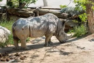 Nosorożec Pedro w zoo w Barcelonie